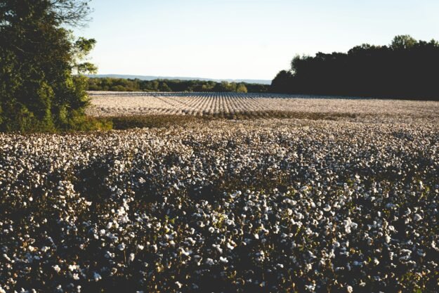 Cotton plants in an open field — representative cotton sourcing photograph