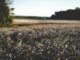 Cotton plants in an open field — representative cotton sourcing photograph